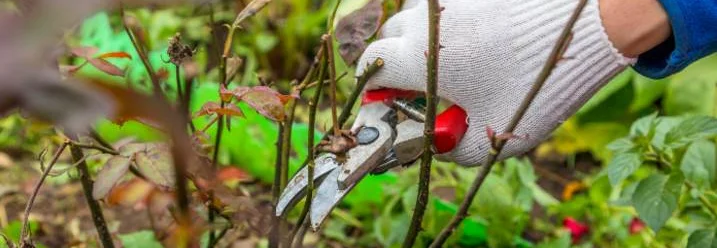 Handschuh schneidet Rose mit Gartenschere